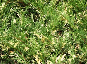 juniperus andorra variegata