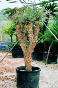 yucca rostrata