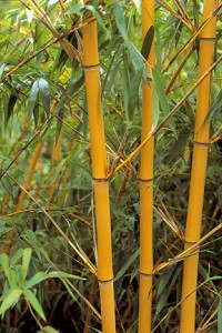 bambusa aureosulc. aureocalis