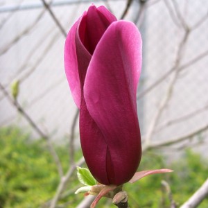 Magnolia-Susan-6