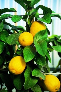 citrus limonum