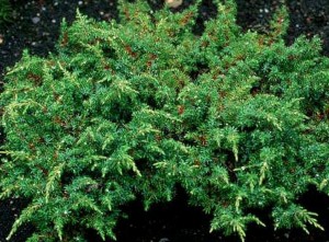 juniperus-communis-green-carpet