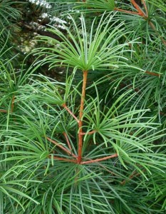 sciadopitys-verticillata-japanese-umbrella-pine-4-year-tree