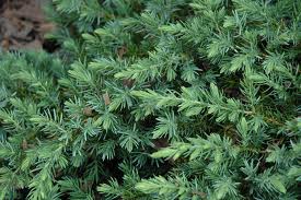 juniperus blue pacific