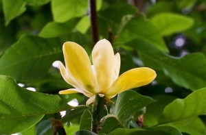 magnolia-yellow-bird