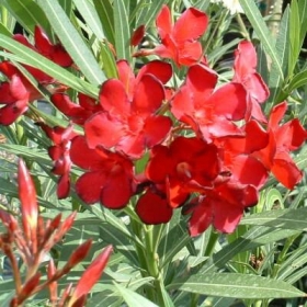 nerium-oleander-rossi