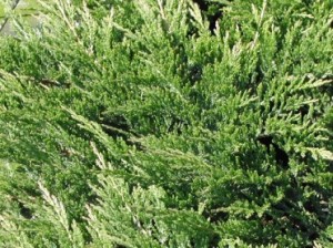 Juniperus-horizontalis-Prince-of-Wales-3