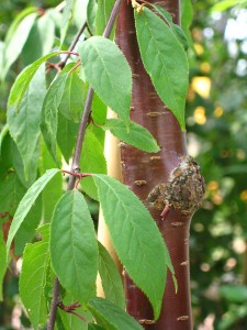 Prunus-serrula-23
