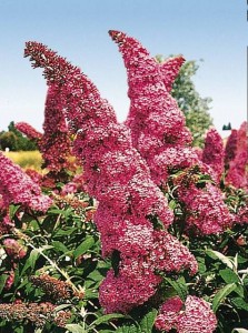 buddleja