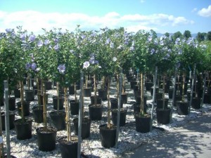 hibiscus syriacus