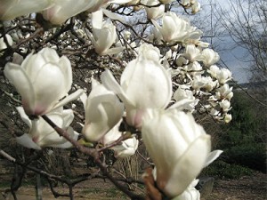 magnolia yulan