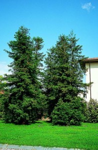 sequoia semperv