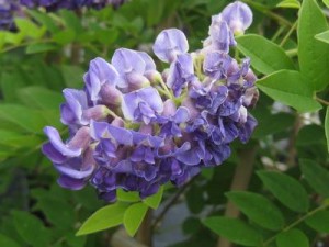 wisteria frutescens longwood purple