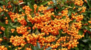 pyracantha-orange-glow