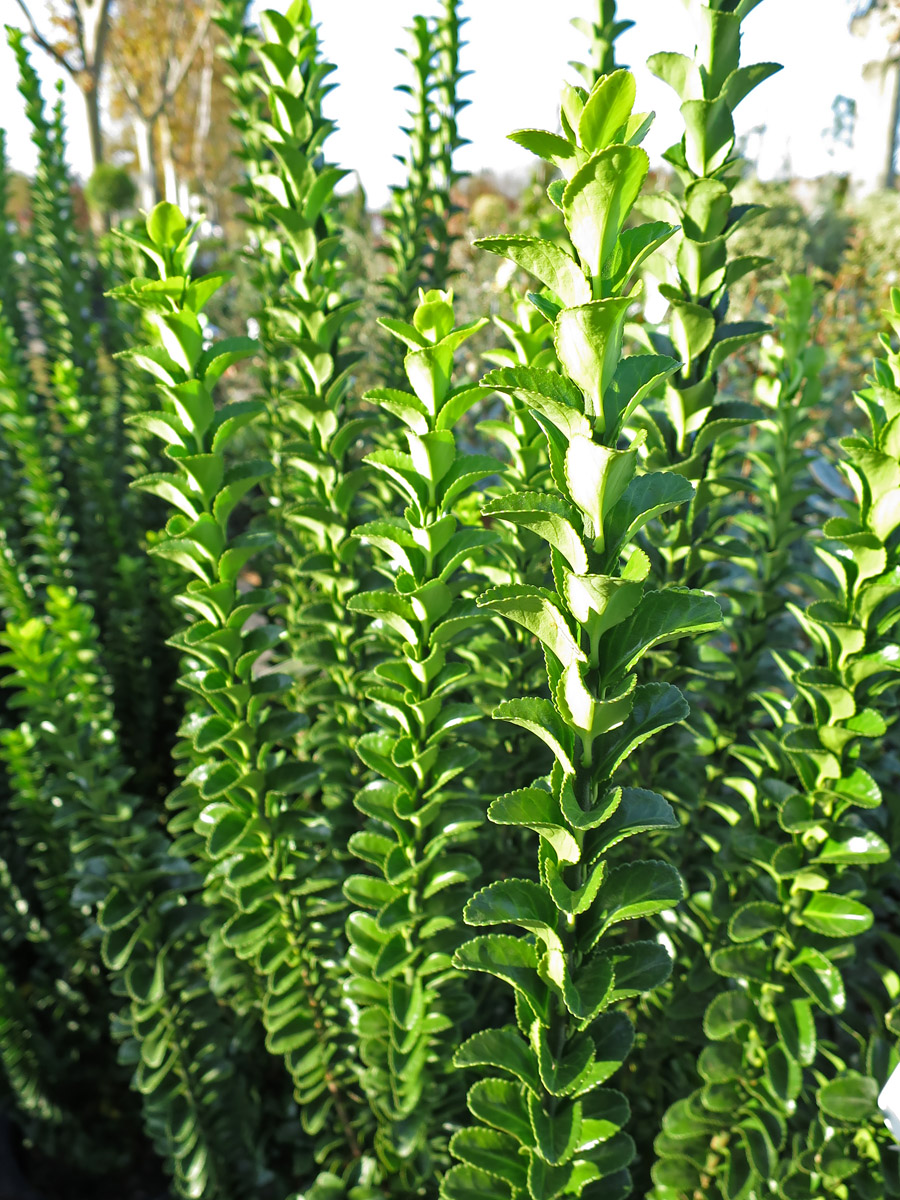 Euonymus Fortunei